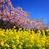 菜の花と川津桜