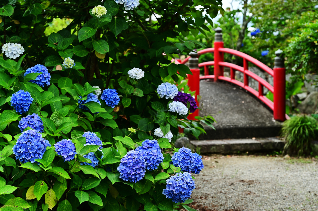 紫陽花のある景色