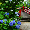紫陽花のある景色
