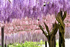 グラデーション