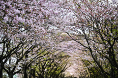 桜並木