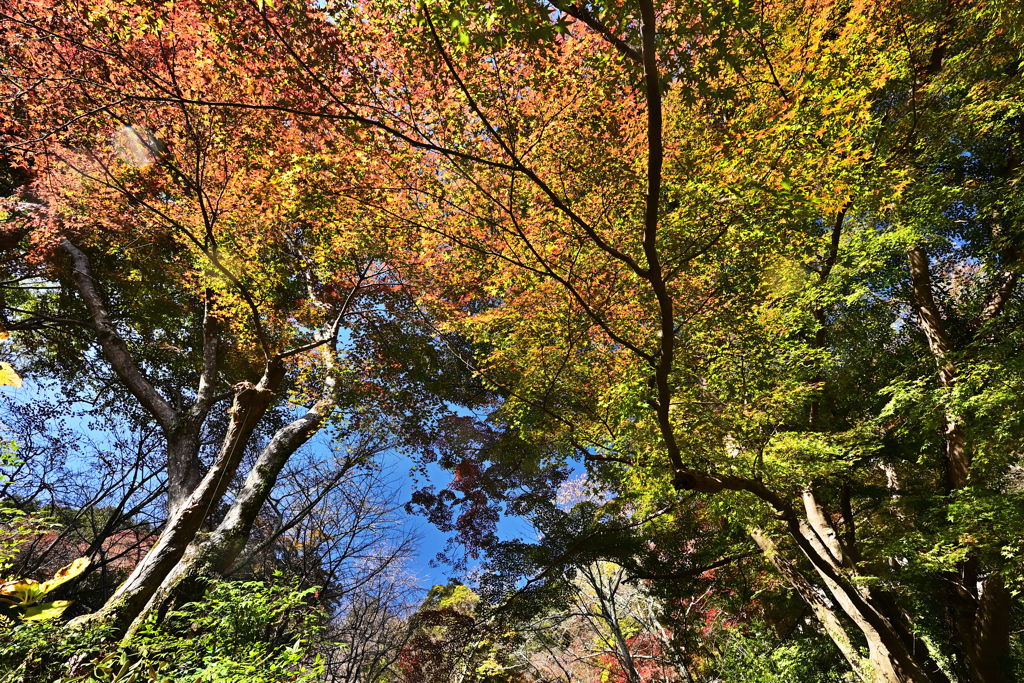 長谷寺 紅葉４