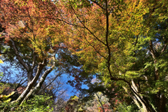 長谷寺 紅葉４