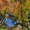 長谷寺 紅葉４