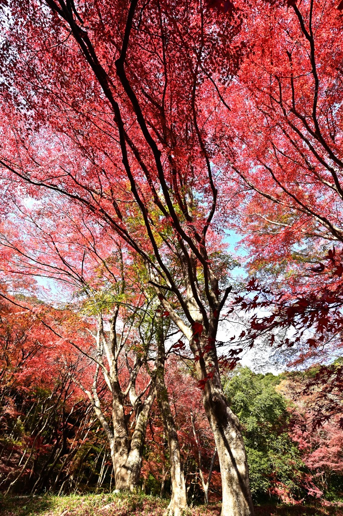 長徳寺紅葉2