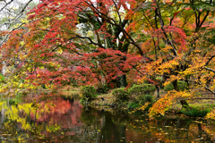 京都植物園の紅葉3