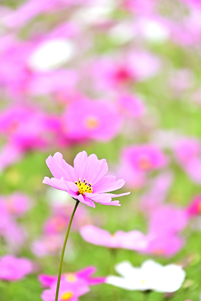 コスモス