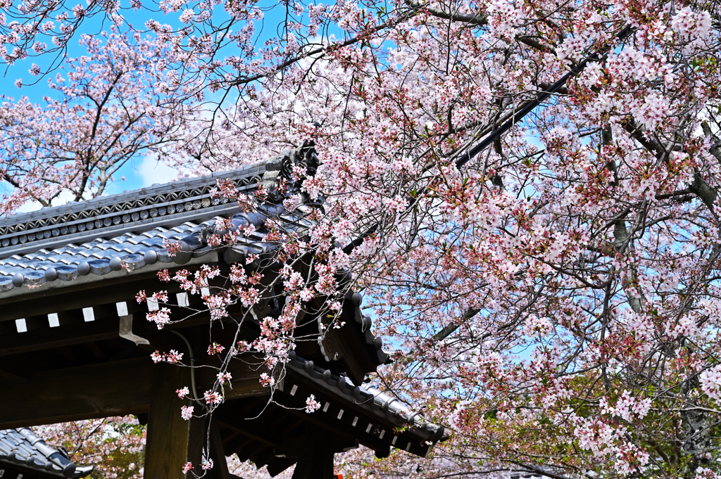 普門寺の桜