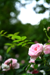 薔薇