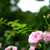 薔薇