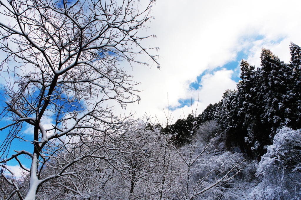 青山高原冬景色1
