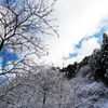 青山高原冬景色1