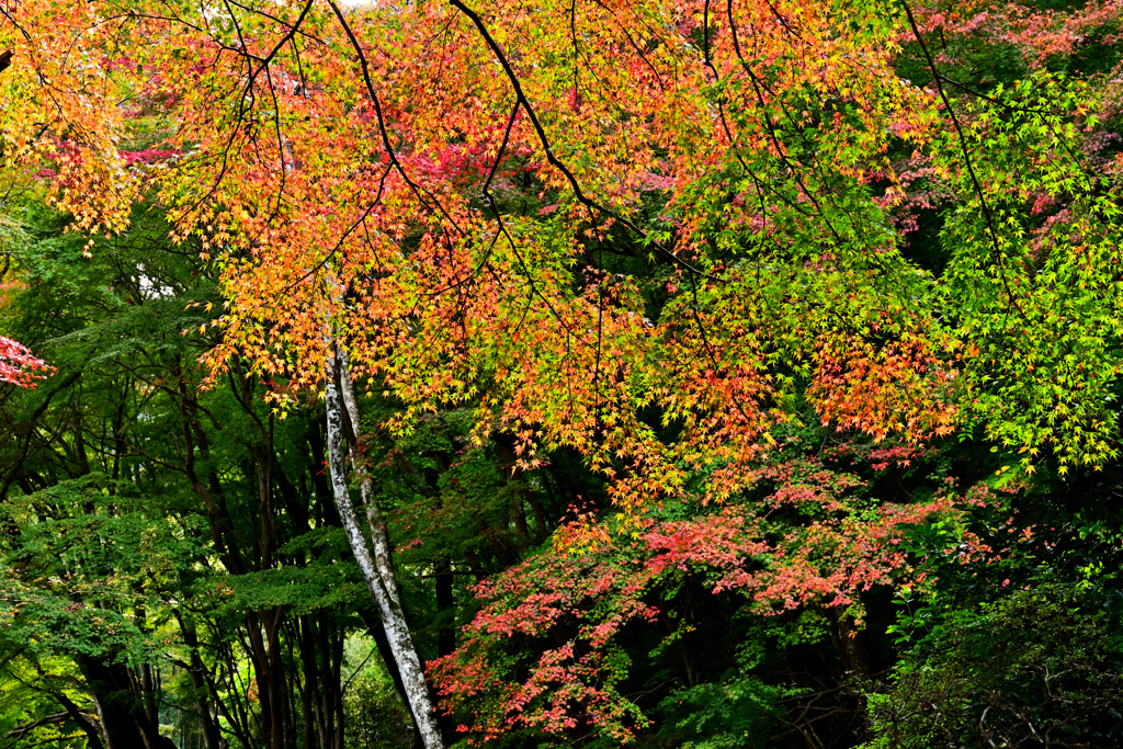 森の紅葉