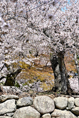 石垣と桜