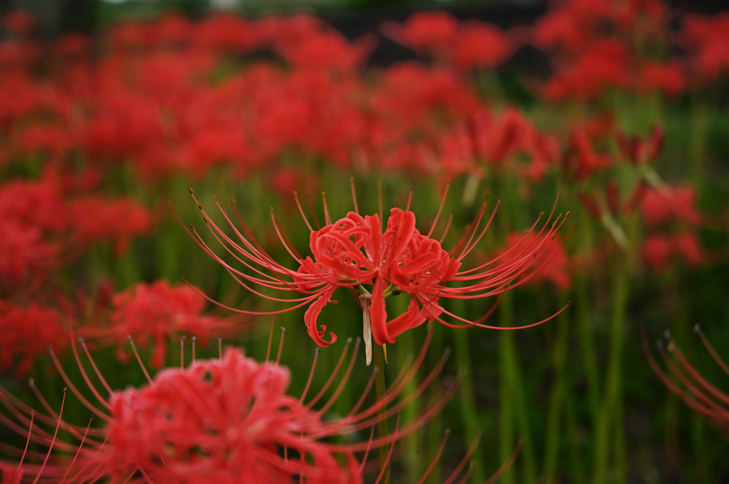 曼珠沙華