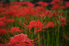 曼珠沙華