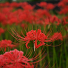 曼珠沙華