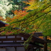 紅葉、多度大社３