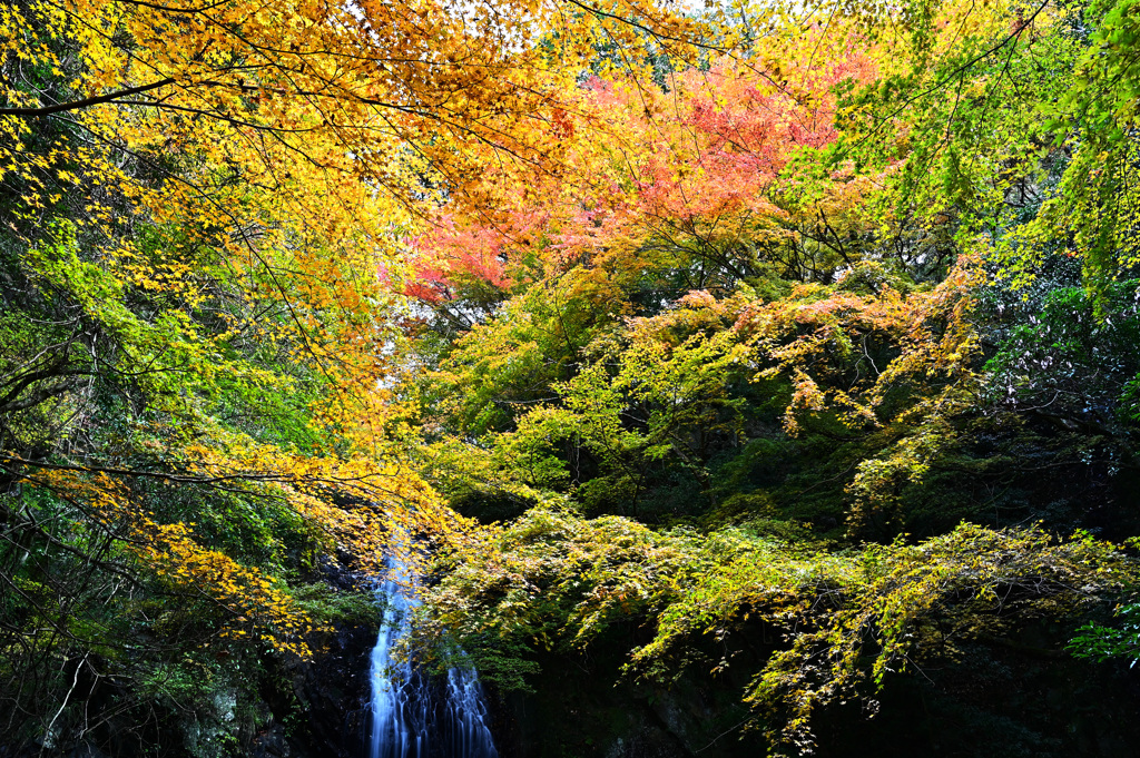 紅葉の滝