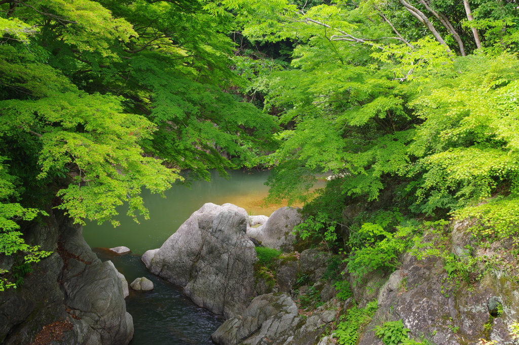 新緑の渓谷
