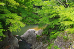 新緑の渓谷