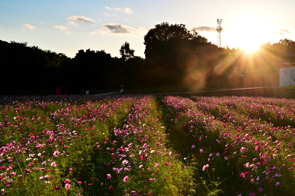 とことめの里夕景