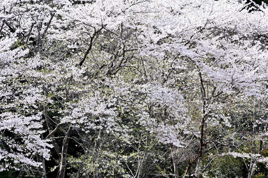花墨