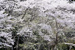 花墨