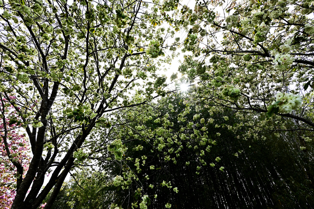 御衣黄桜