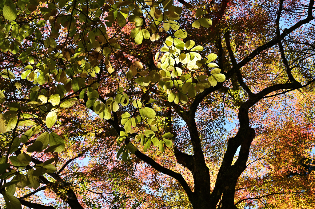 長谷寺 紅葉２