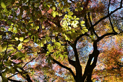 長谷寺 紅葉２