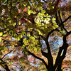 長谷寺 紅葉２