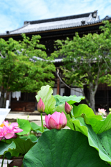 国宝とハス
