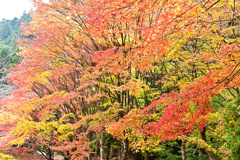 泰運寺紅葉