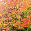泰運寺紅葉