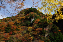 錦色