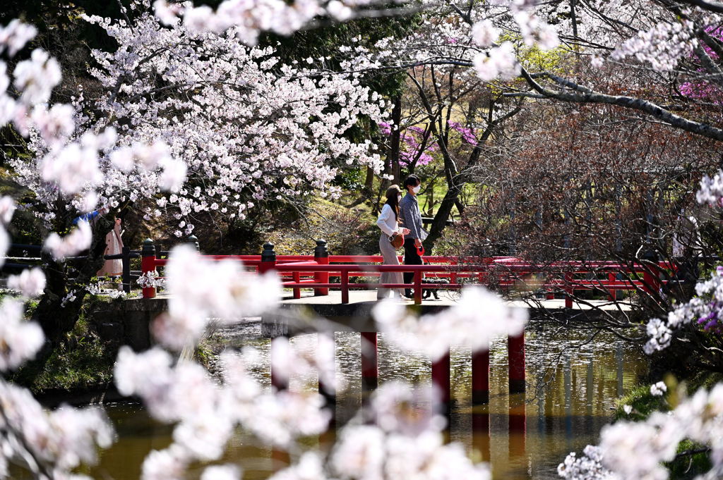 お花見