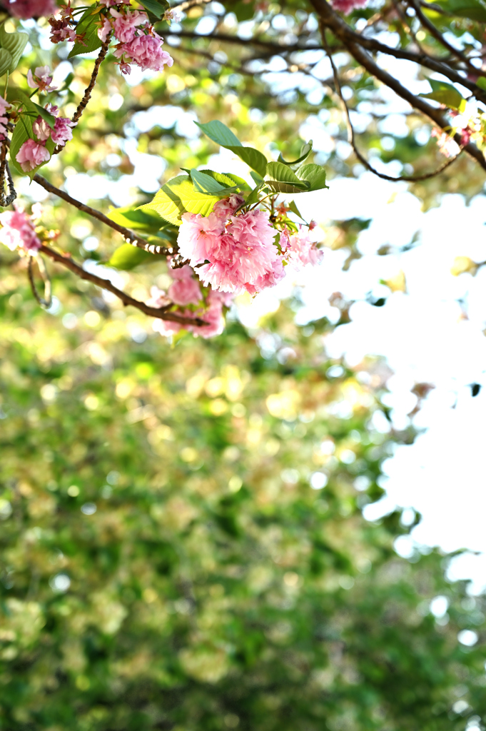 御衣黄桜