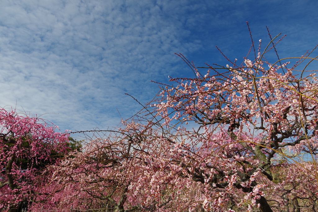 桜はまだかいな？