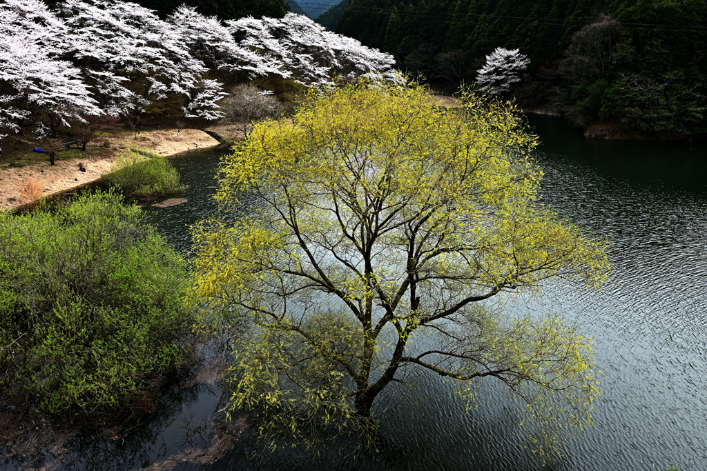 桜のある風景