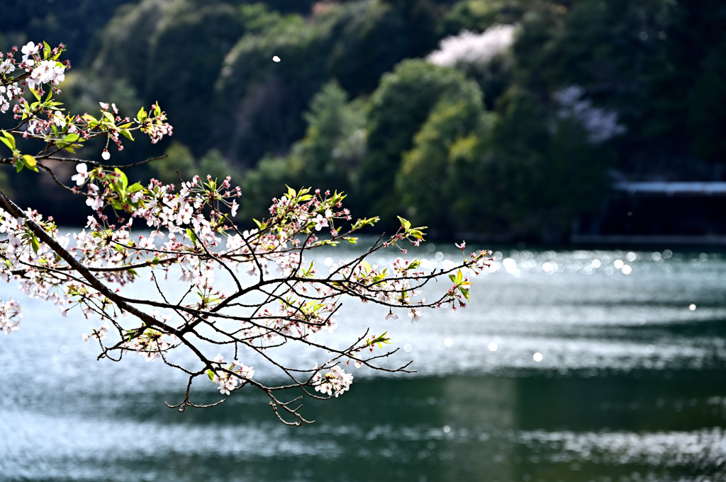 湖畔