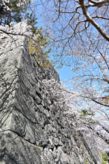 城跡の桜