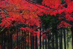 紅色
