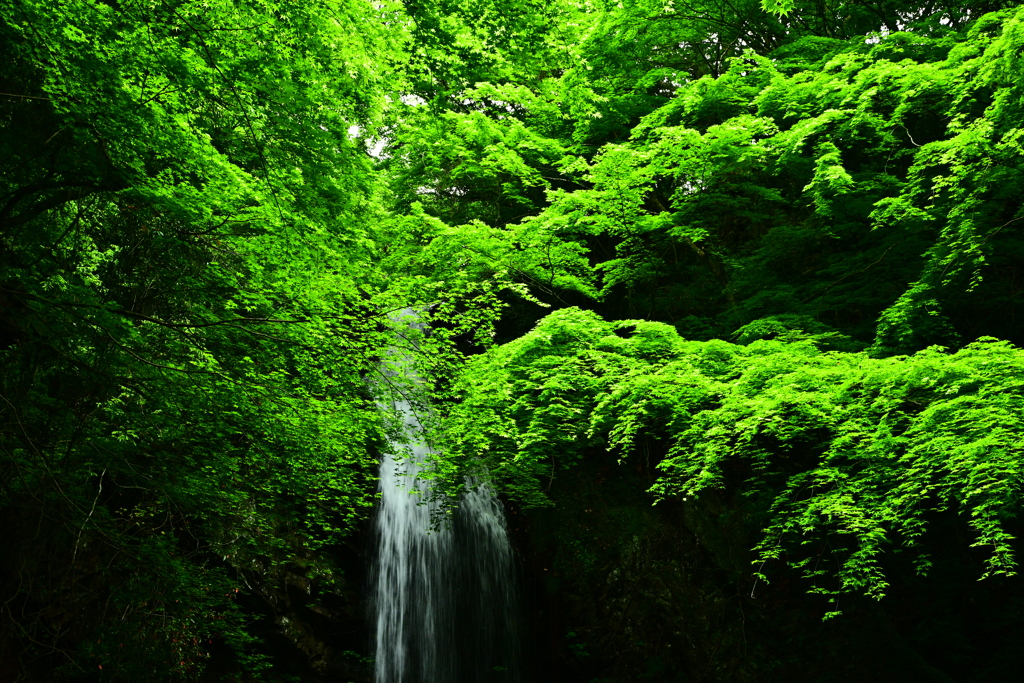 新緑の滝