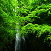 新緑の滝