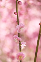 ピンクの花びら