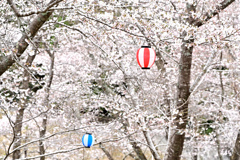 さくらまつり