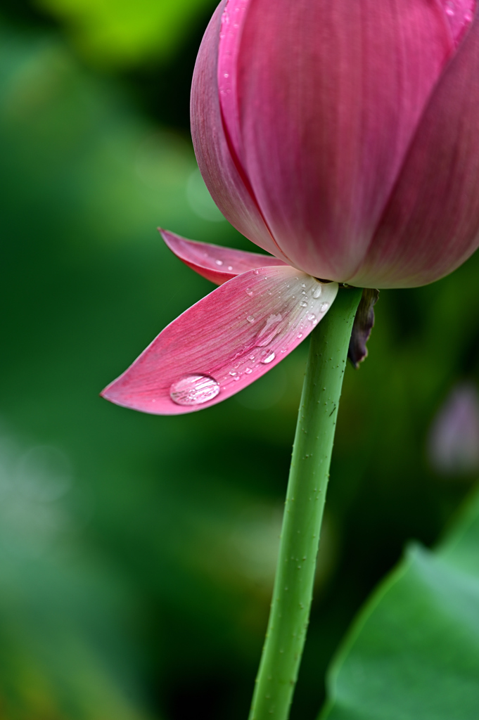 蓮の花