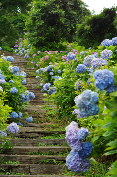 紫陽花の小径