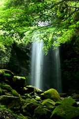 白藤の滝